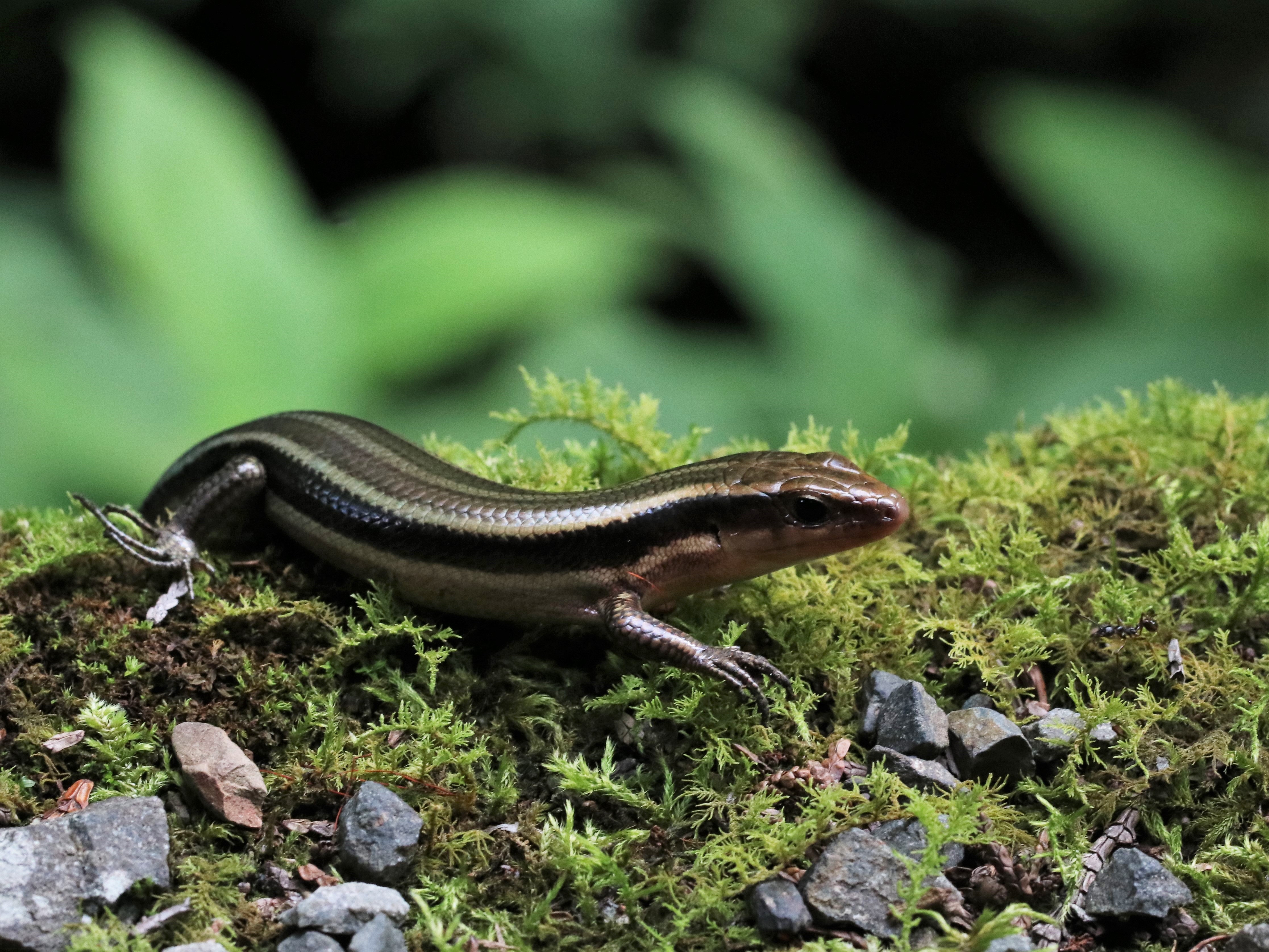 山道のトカゲ